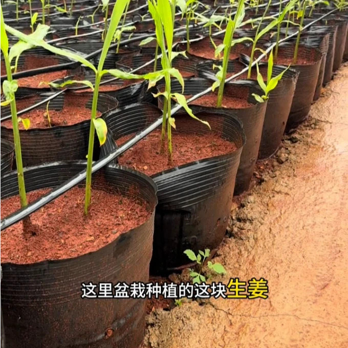 玉苗盆栽有机生姜营养杯种姜基质袋营养钵种植桶避免土传水传病害