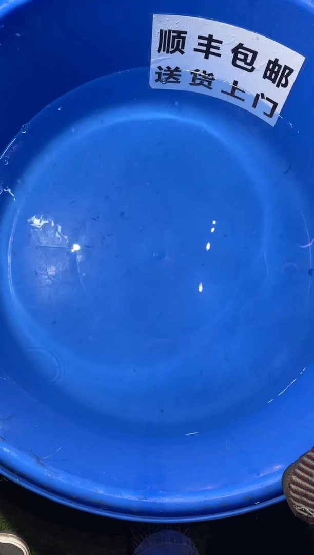 锦鲤精品锦鲤一尾