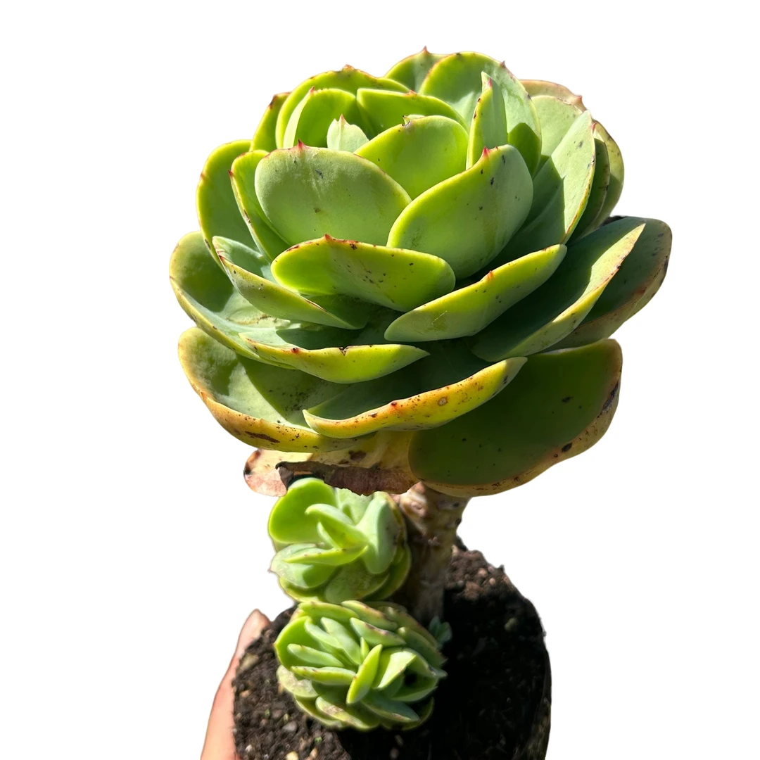 120#老桩碧桃2盆脱土 多肉植物室内绿植净化空气