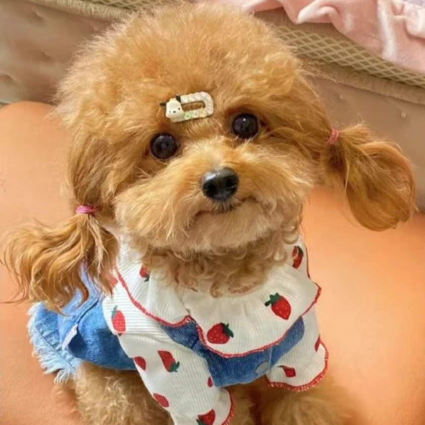 宠物直播专属链接下单请咨询