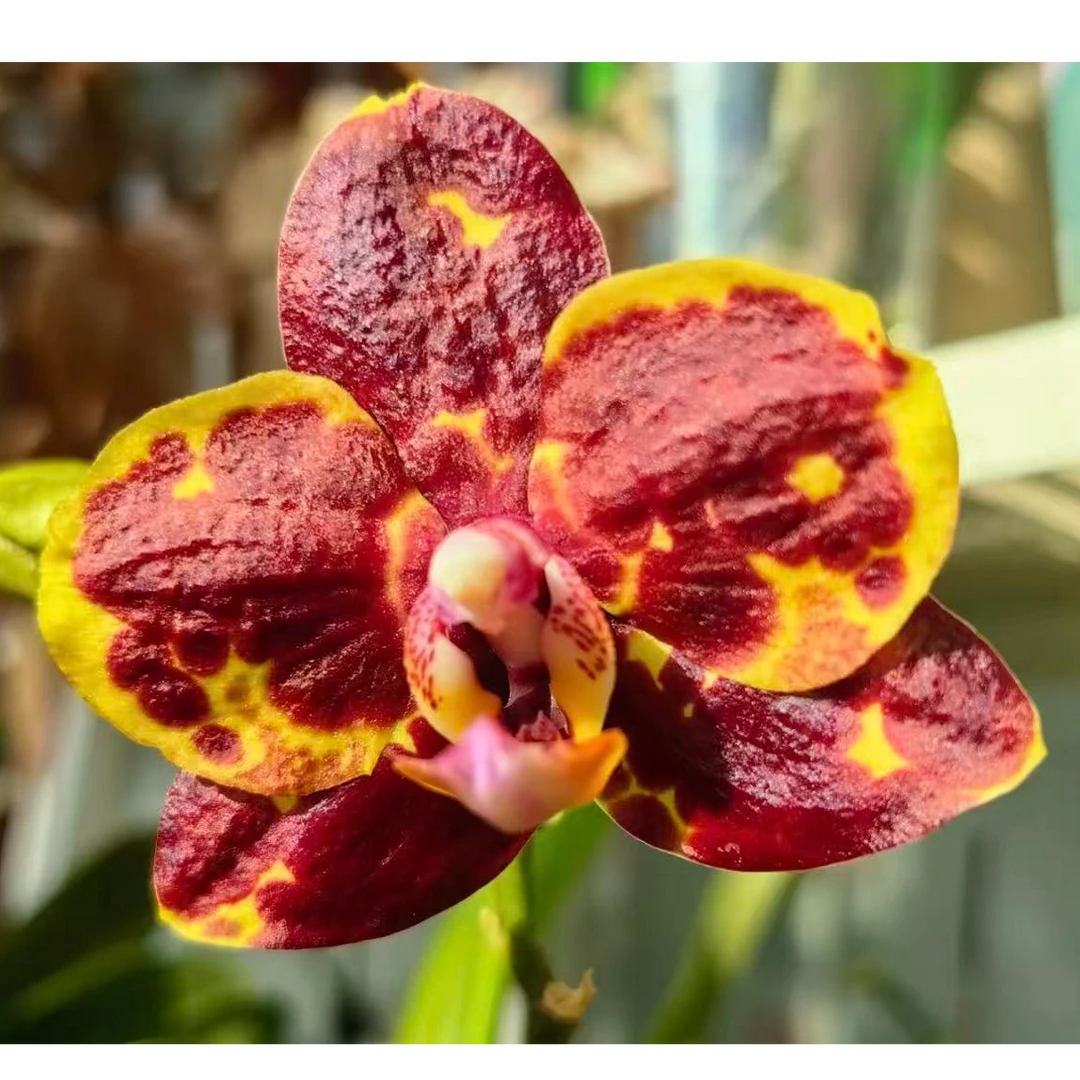 【黄莽】蝴蝶兰~高档、美观室内花卉