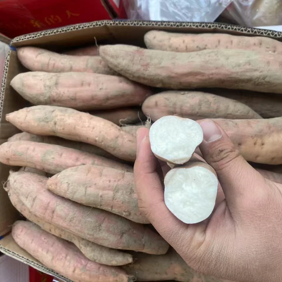 青泽农场-天津本地沙地冰糖白哈密拍5斤发8斤