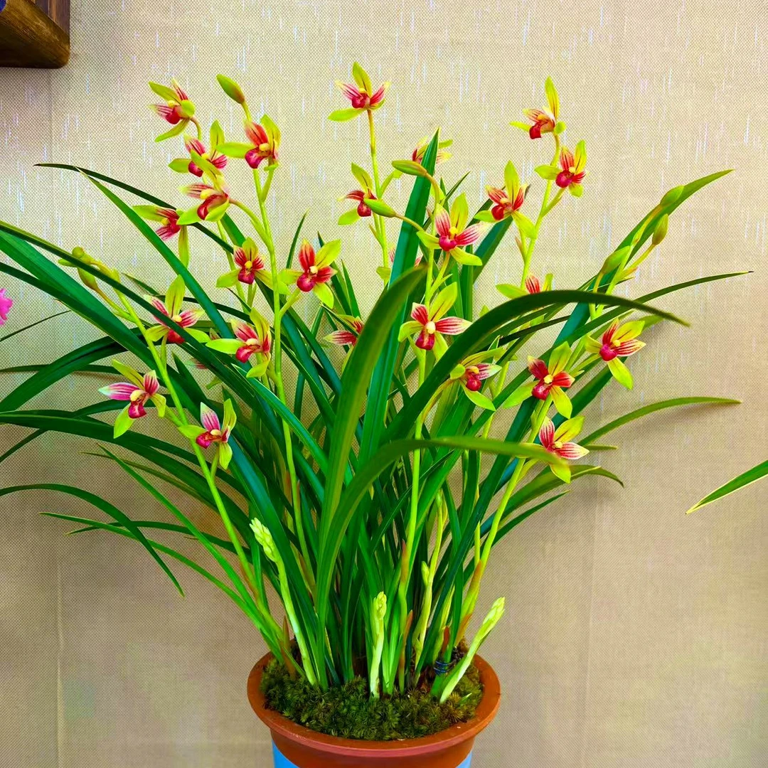 优品兰花建兰名品【佛光红素10苗带8支花剑起】带雕刻紫砂盆 浓香型