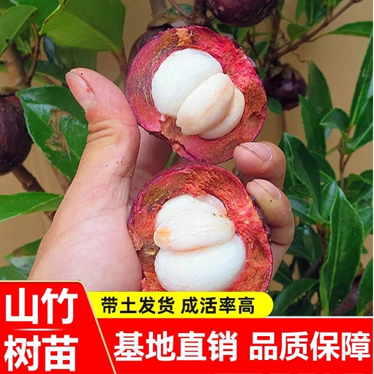 j原盆原土带枝带叶无籽山竹果树果苗南方北方种植四季盆栽地栽