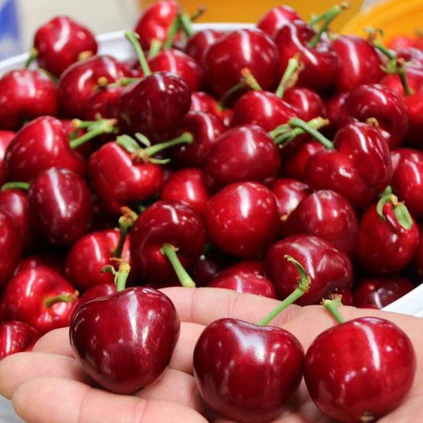 4J礼盒装大连美早大樱桃新鲜脆甜孕妇水果空运1.8斤 内附果径卡