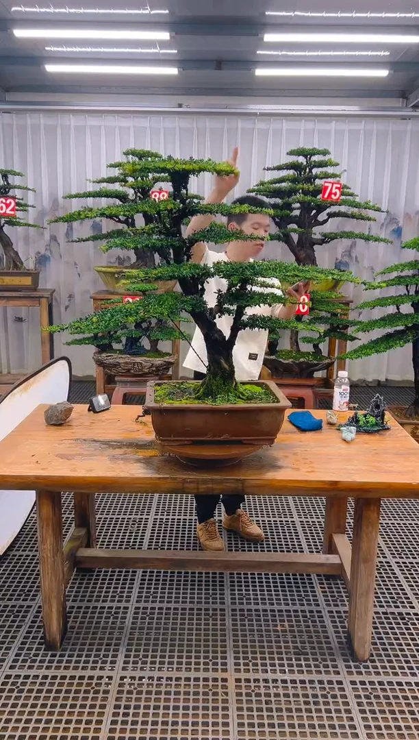 无花朵不****命精品盆景直播间一物一拍