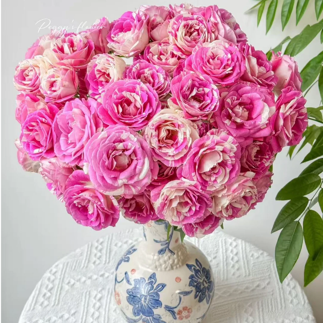 【花和优品】蓬蓬裙礼花—稀有多头玫瑰