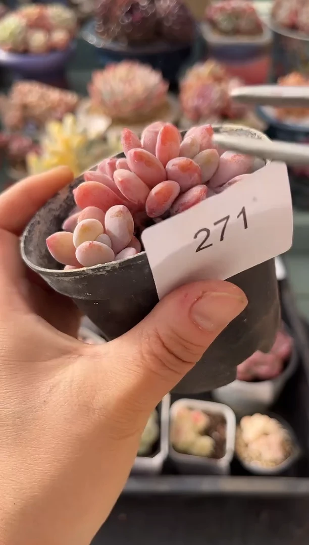 271粉兔缀化多肉