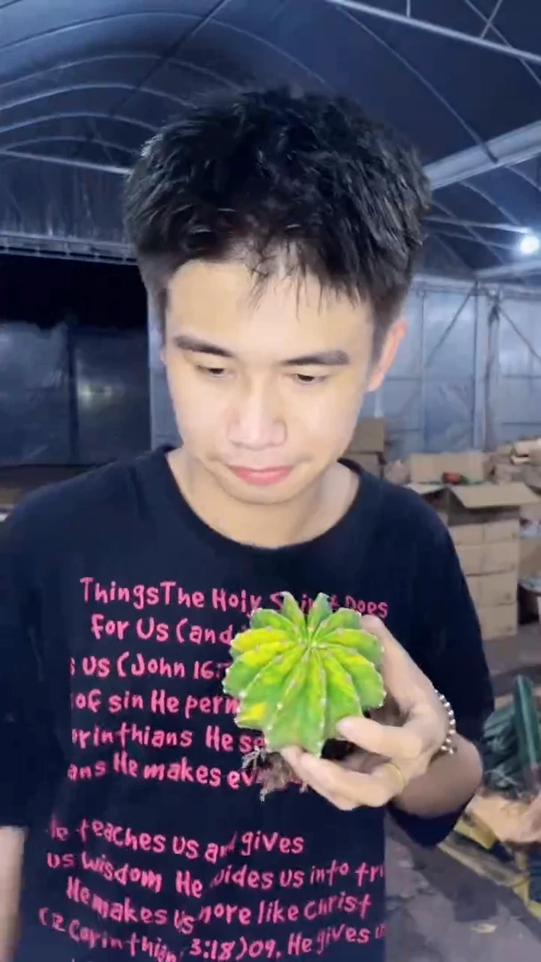 世界图锦【带根】7-10cm