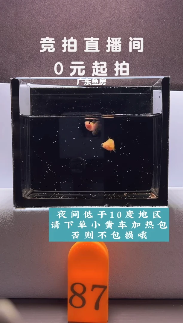 孔雀鱼幻彩球体一对编号87