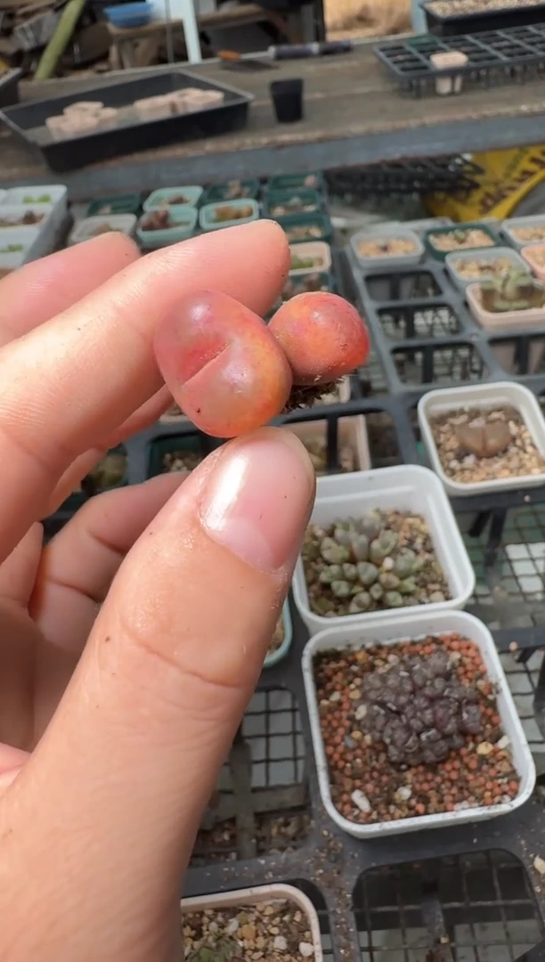 11-203多肉植物肉锥