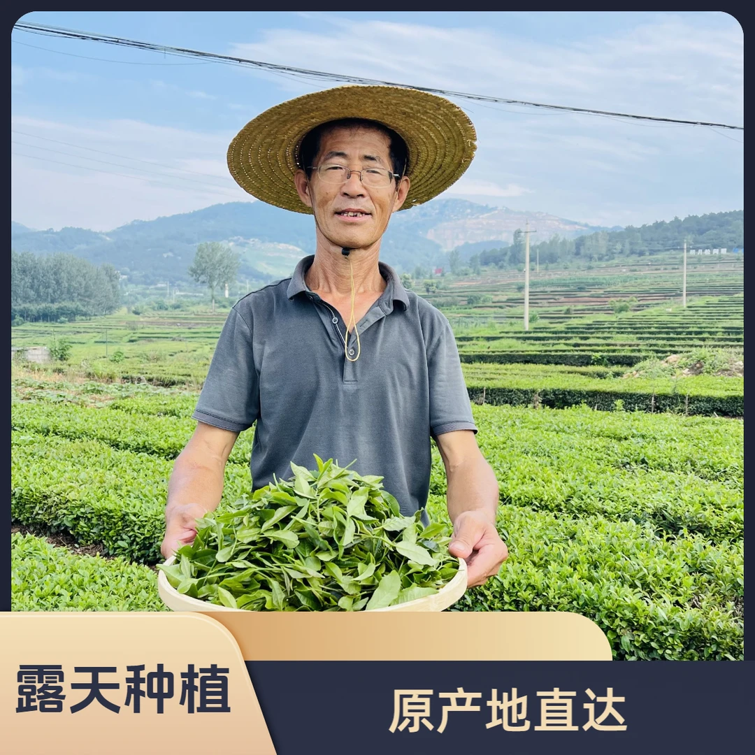 【精品高端露天头采头春】 纯手工采摘 精品日照绿茶 原产地巨峰镇