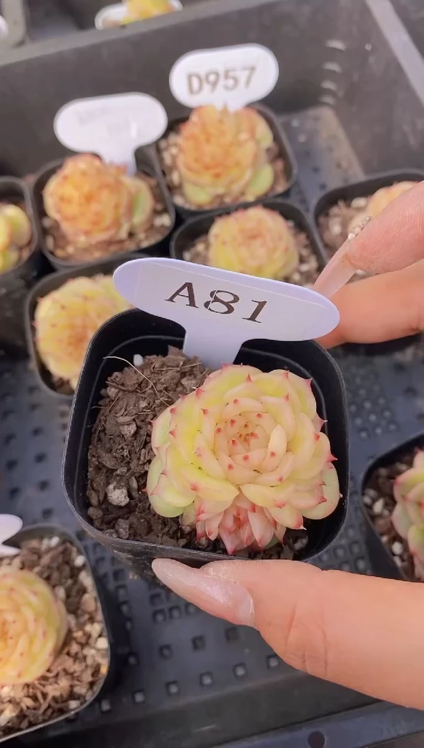 【闪购商品】D81-状态玉玲珑