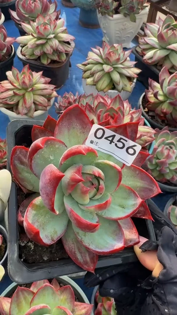 C456惊鸿仙子（裸根发货）