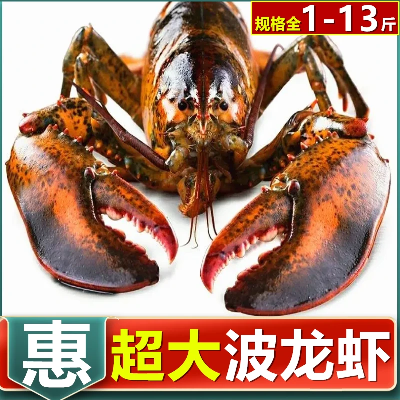 波士顿大龙虾鲜活速冻海鲜水产大波龙奥龙澳洲龙虾新鲜波斯顿龙虾