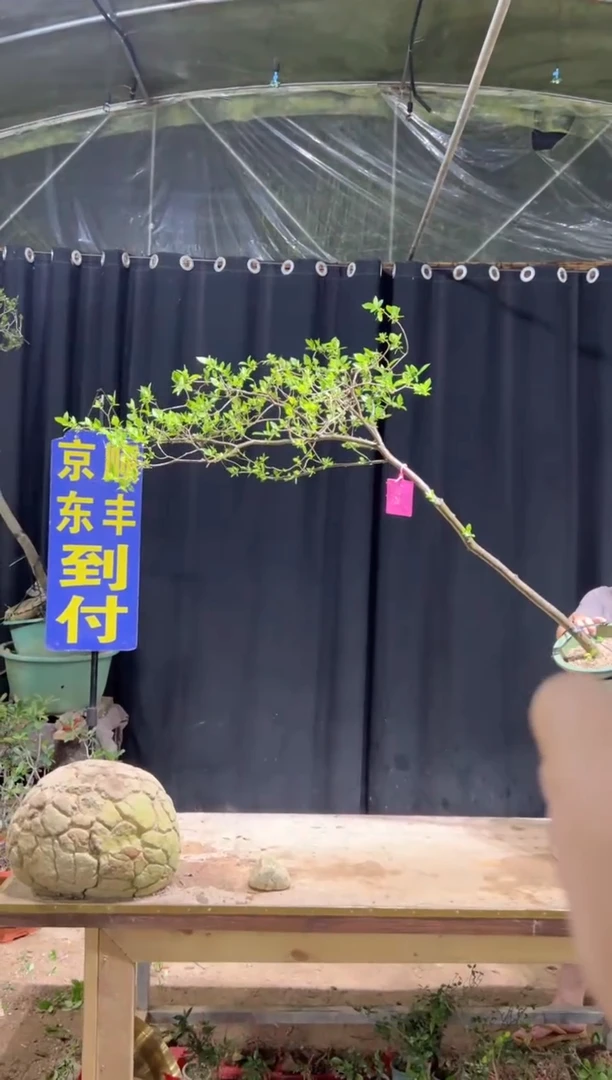 当前无花栽培后可以开花小*海岛栀子花