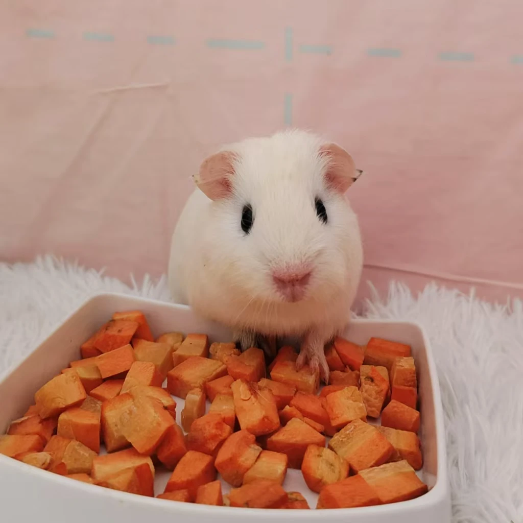 宠物活体仓鼠荷兰猪一物一链接