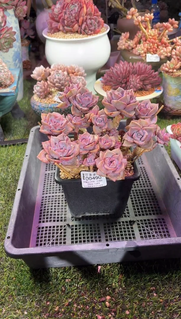 【闪购商品】00490