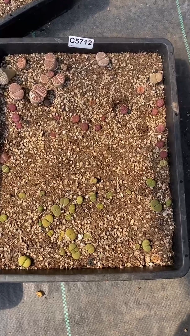 5712脱土开播福利一物一拍