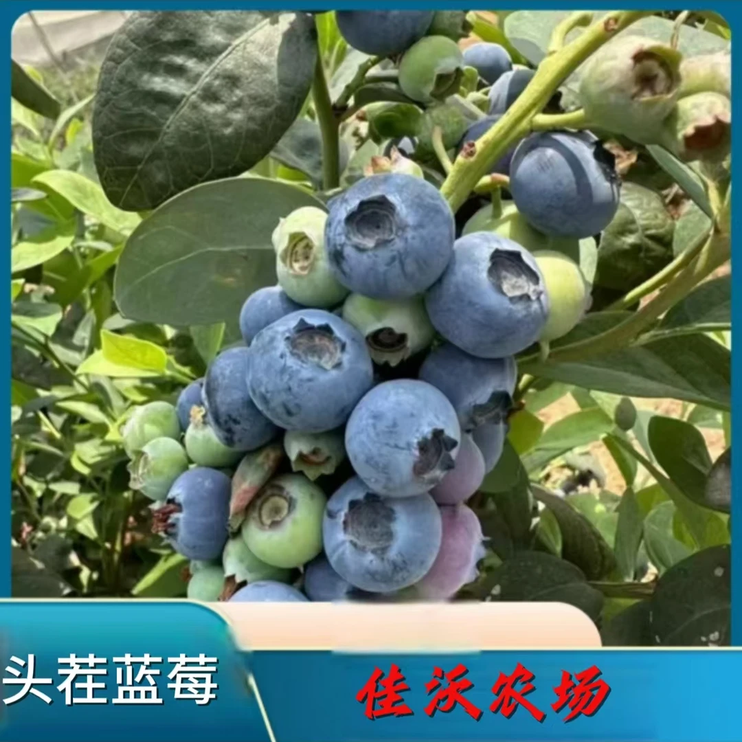 拍一发二到手两大箱2斤特大果（18-20mm）丹东花香蓝莓头茬果精选