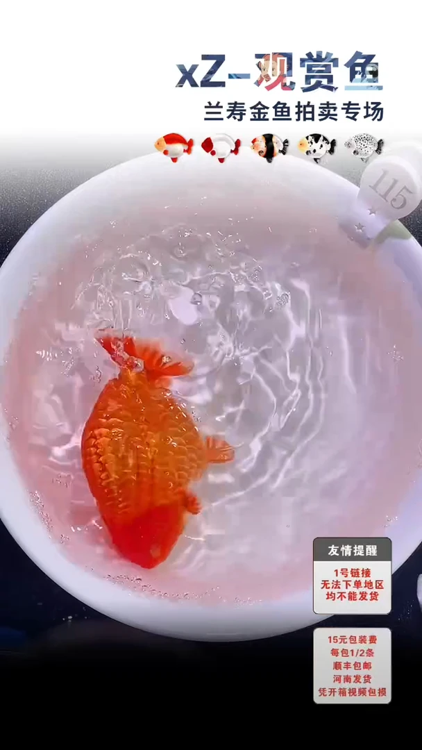 金鱼包装必拍未拍顺丰到付115号
