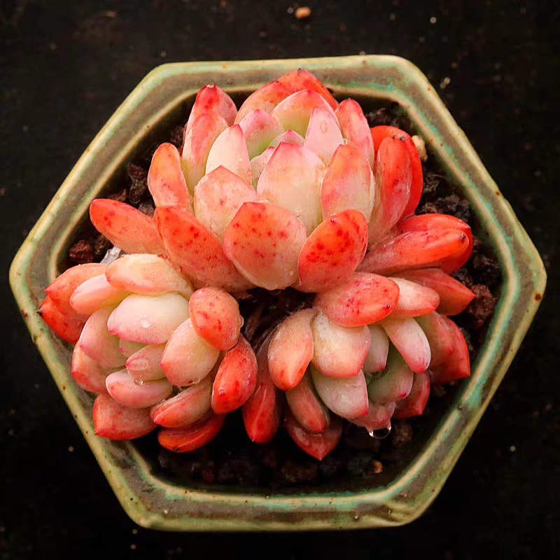 全明星群贵货多肉植物美观好养适合办公室桌面阳台的绿植花卉