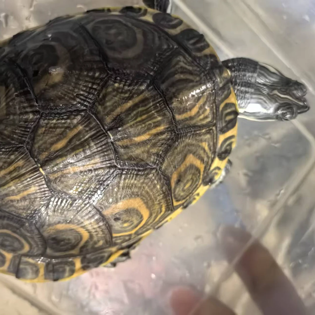 大河甜甜圈龟宠物龟，活体小乌龟，适合新手饲养，皮实好养