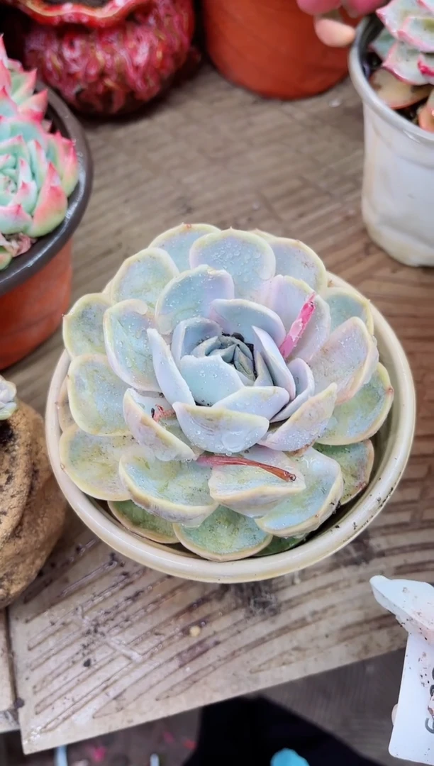 13019多肉植物一物一拍