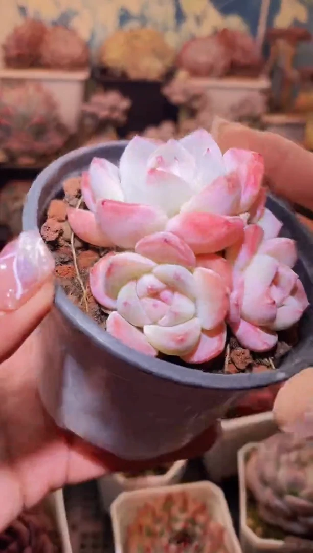 【闪购商品】128糖衣炮弹