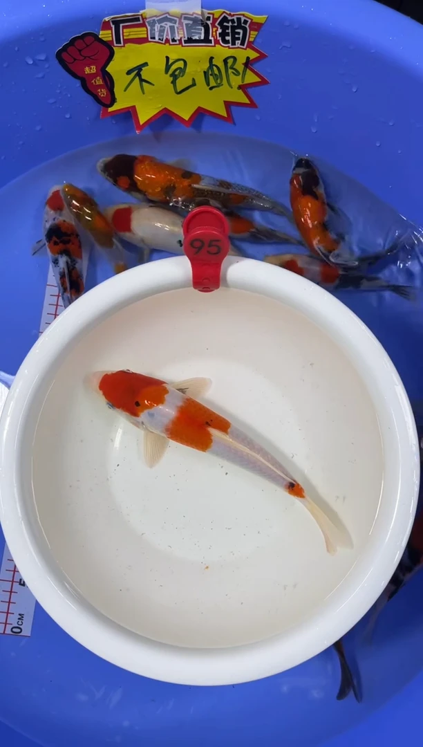 锦鲤活体二号链接