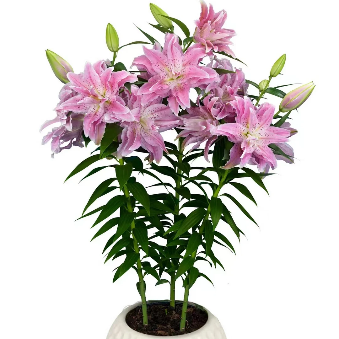 乔乔花屋 1粒阿兹拉21/23cm东方系列百合种球 不带盆土现货包邮