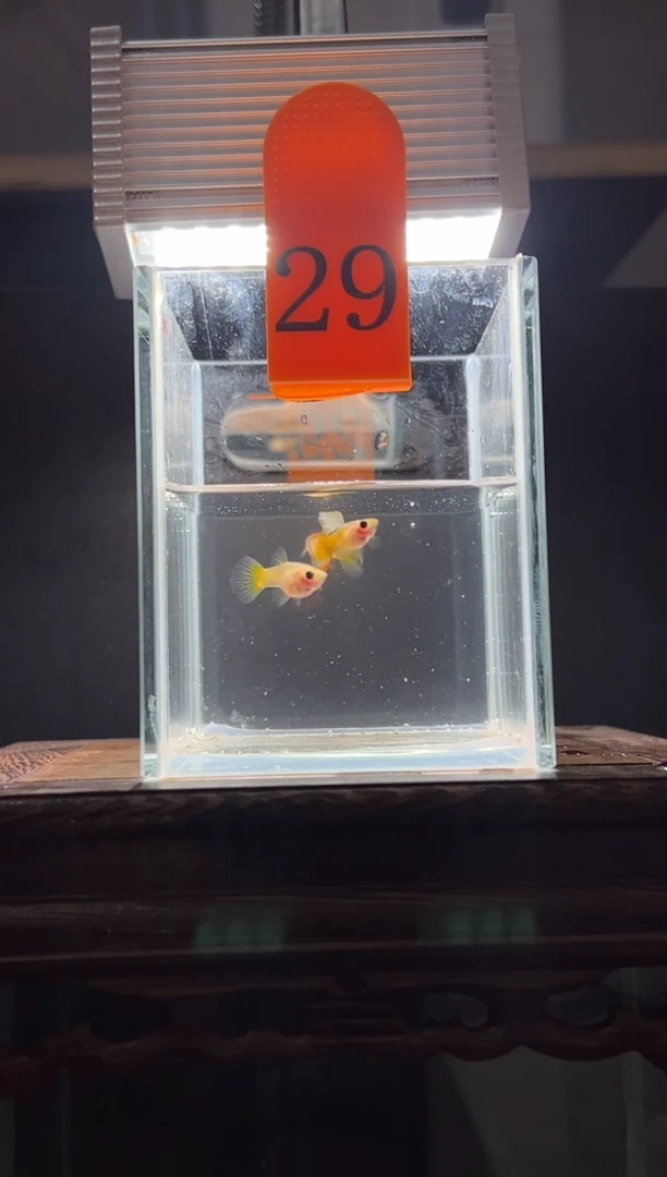 孔雀鱼黄金玻璃普通体29