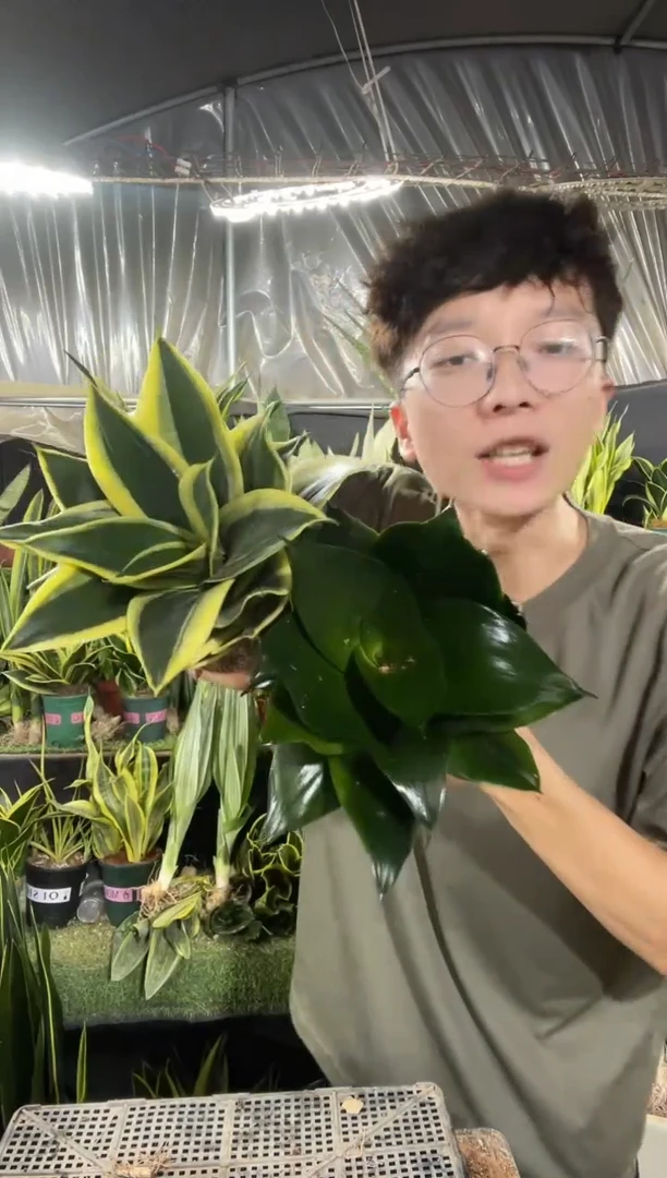 荷花兰+黑金刚（带盆土18.8）