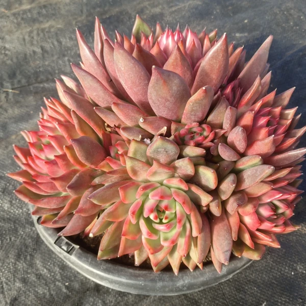 多头弗兰克    好看好养 多肉植物 云南昆明发货