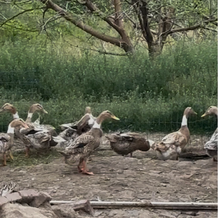 崇明老麻鸭活鸭正宗新鲜林地散养视频540天带蛋珠鸭子农家散养