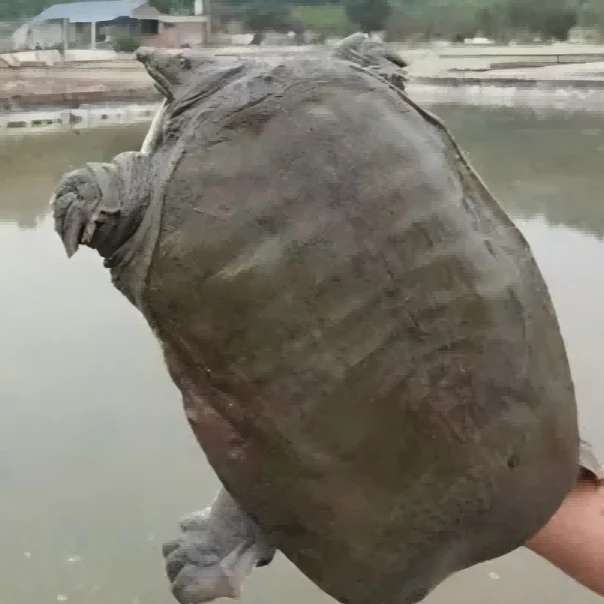 江西龟鳖之乡南丰新鲜净膛甲鱼现宰现发