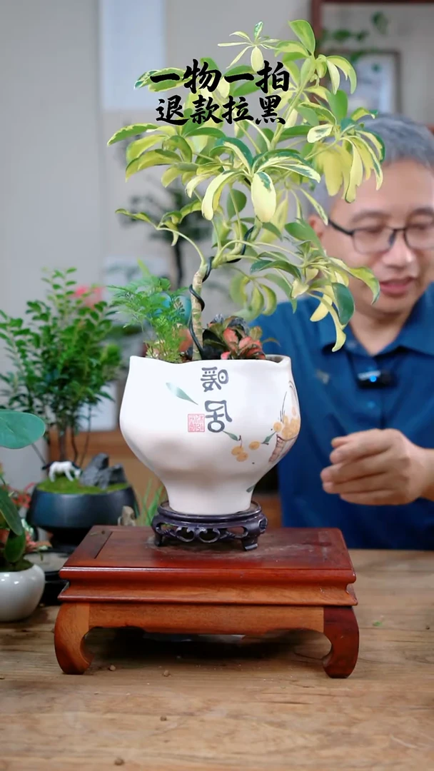 完全开放红*鸭脚木324