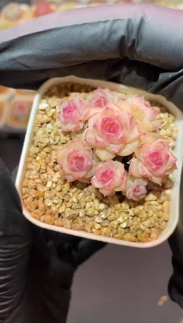 闪购611 粉色小朵朵多肉一颗