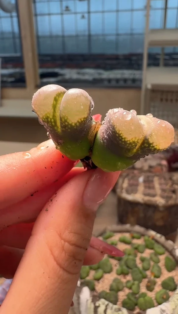 9-216多肉植物肉锥