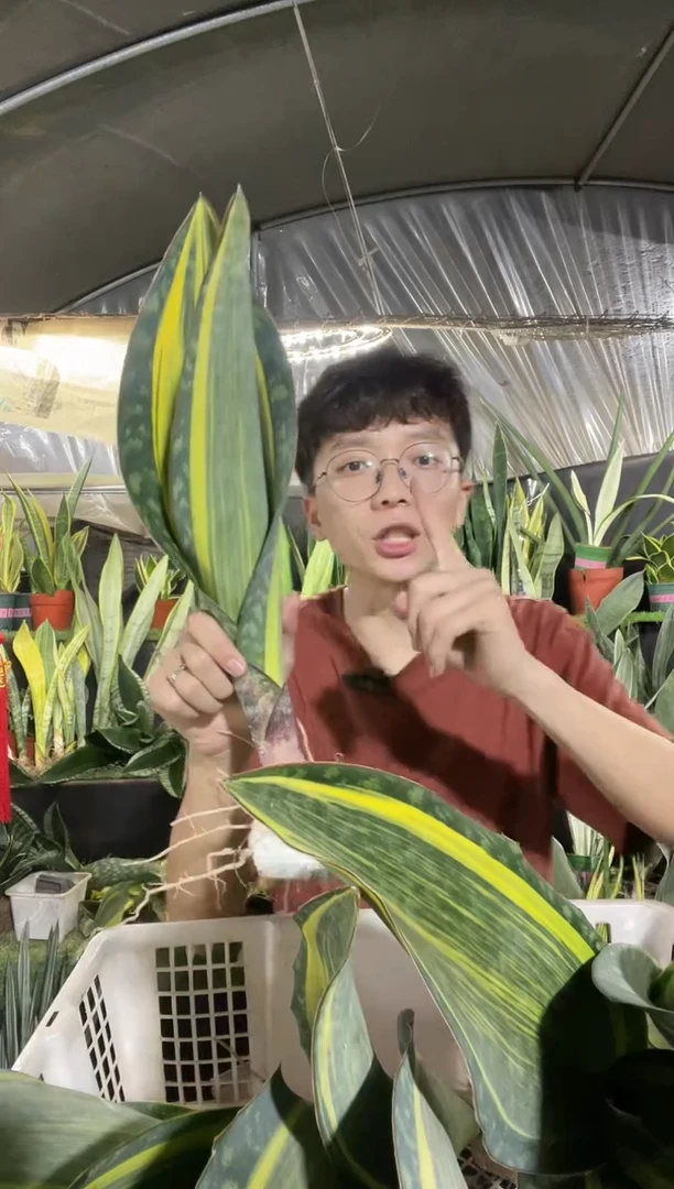 40-60厘米黄金宝镜裸根19.9