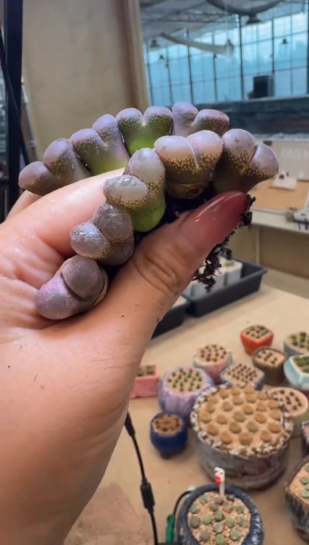 3-55多肉植物肉锥pnsp一颗