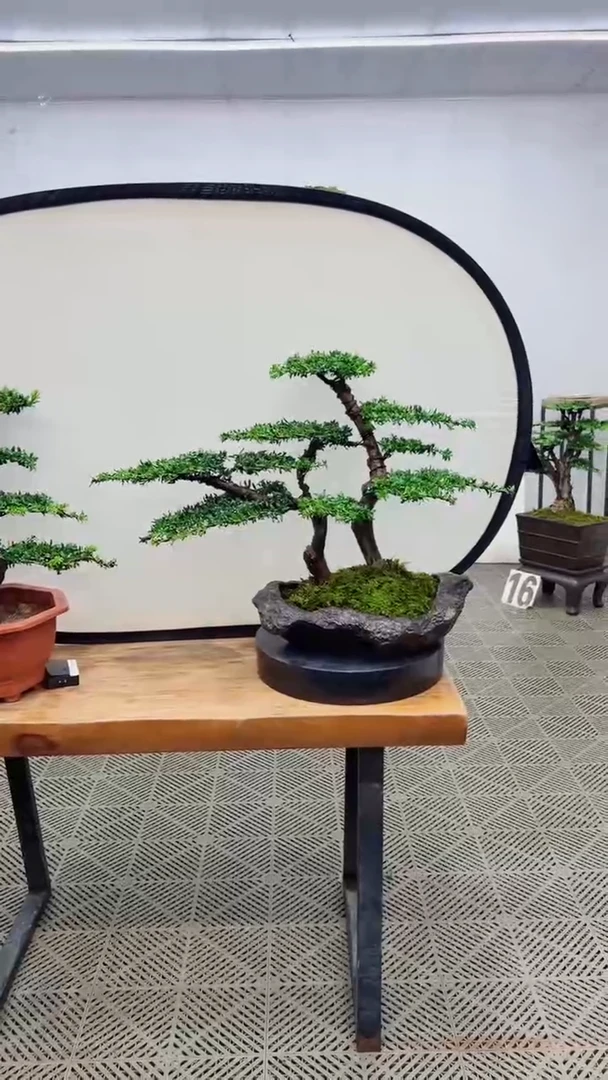 无花朵造型盆景一物一拍