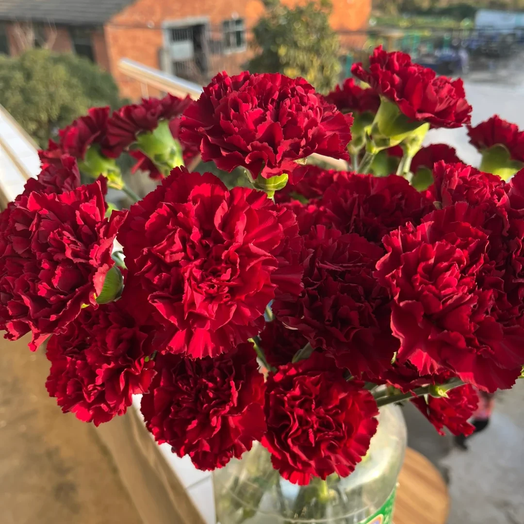 【全疆京东包邮】红福康乃馨16枝（多给4枝售后）