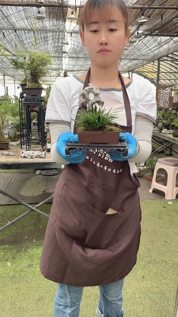 无花朵Z11紫砂附石菖蒲