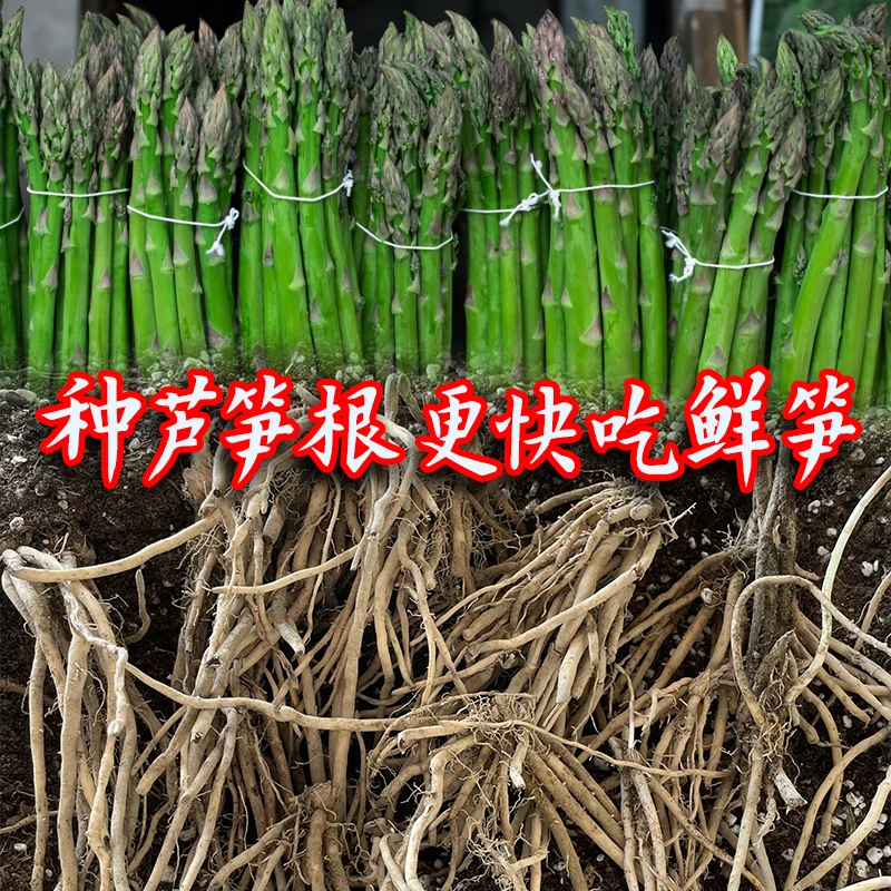 芦笋苗根绿色芦笋苗种四季蔬菜苗盆栽根苗种阳台庭院种植多年根生