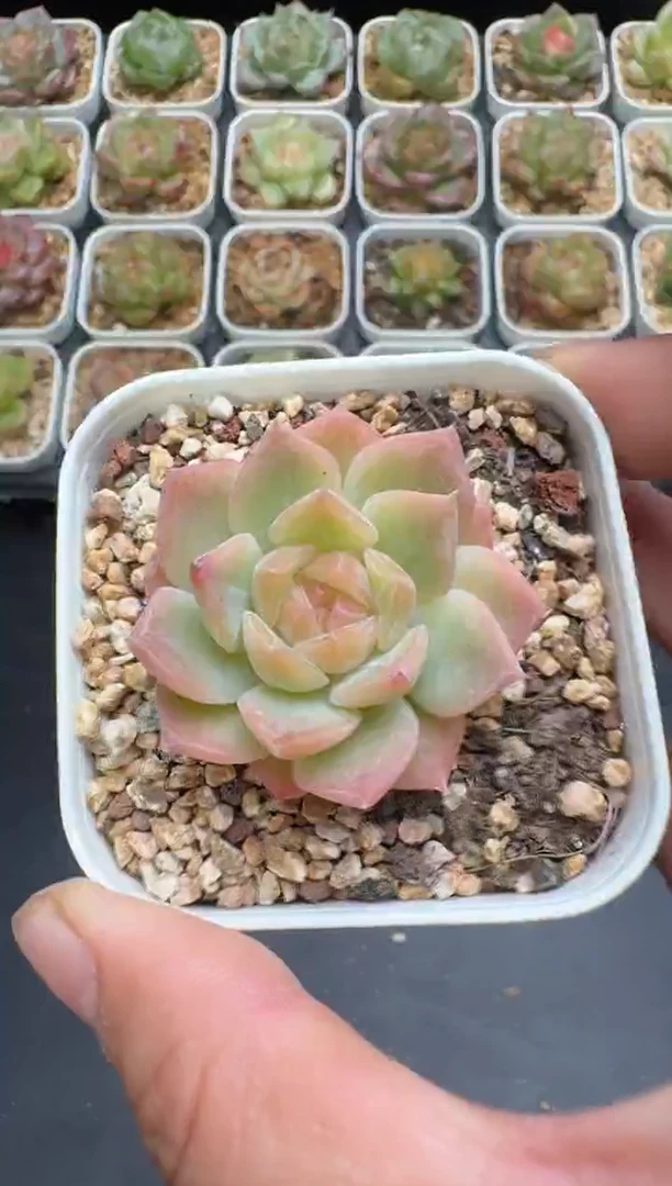189G云禹多肉植物 脱土纸巾打包 3颗包邮