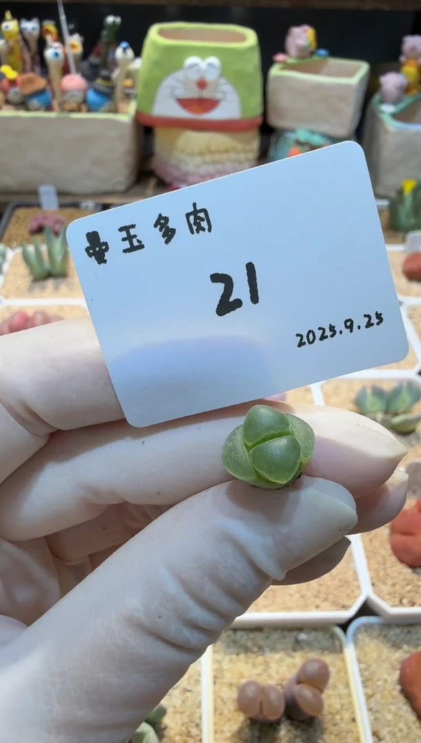 小*25.9.25-21小虾