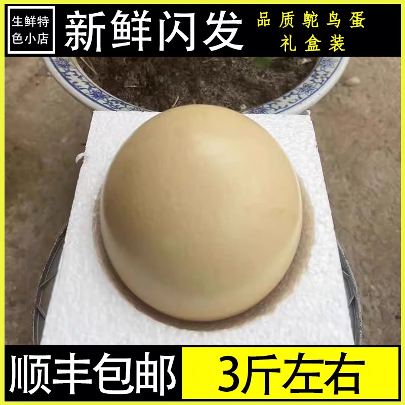 农家散养鸵鸟蛋一枚3斤左右新鲜鸵鸟蛋