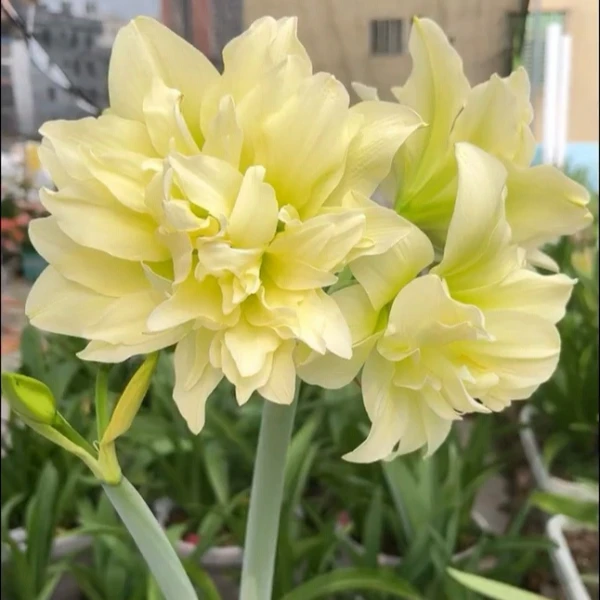 朱顶红种球双黄重瓣大花室内阳台盆栽好养活花卉