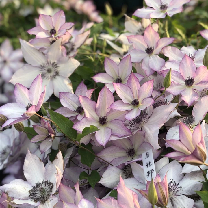 铁线莲 随机品种一棵